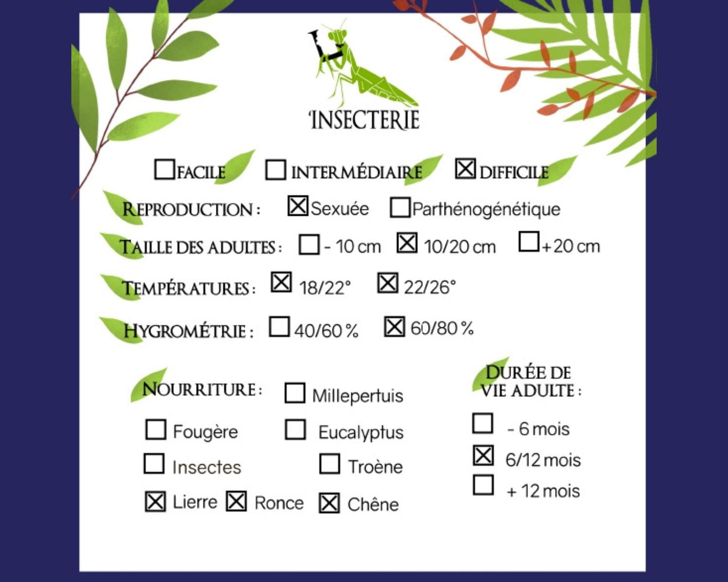 Phasme - Eurycantha calcarata