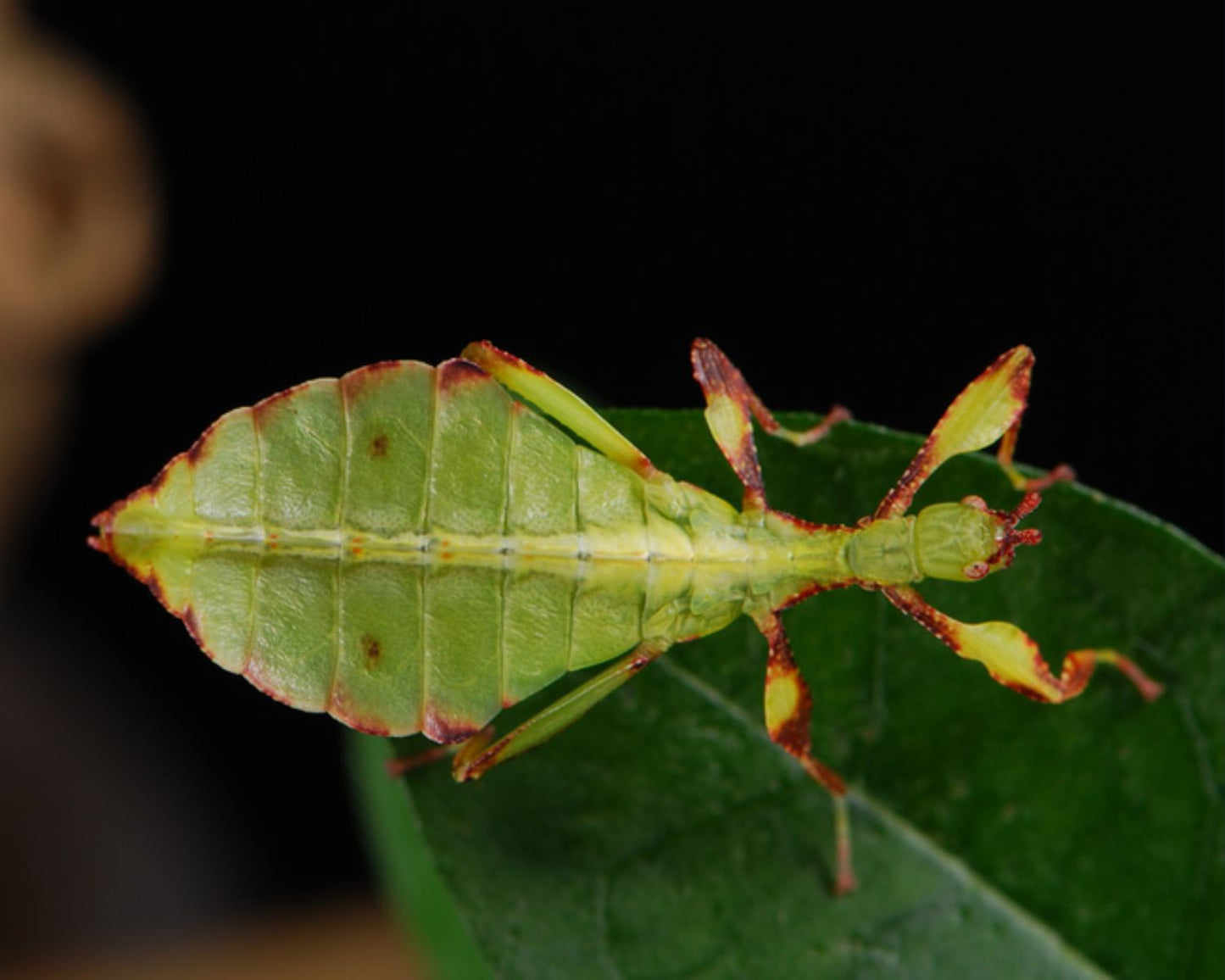 Phasme Feuille - Phyllium Tobeloense