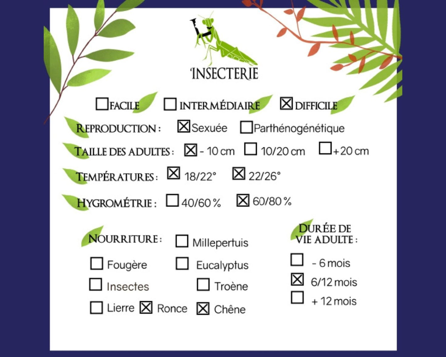 Wandelndes Blatt - Phyllium ericoriai