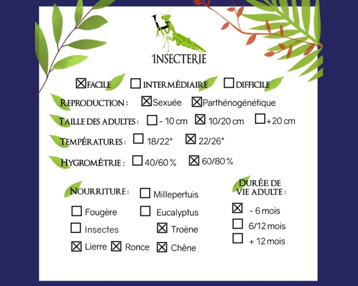 Fásmidos - Medaurini sp Cuc Phuong