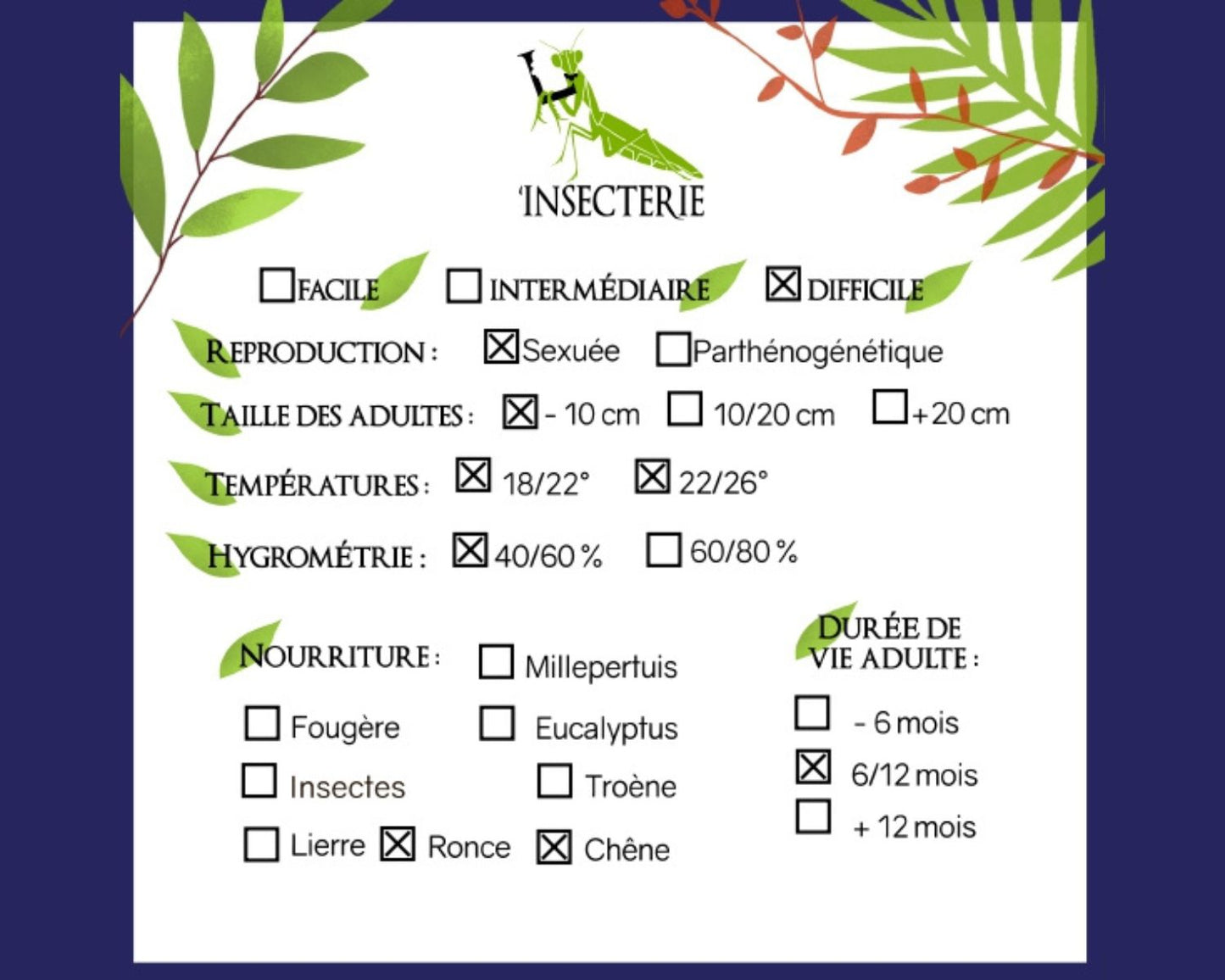 Phasme Feuille - Phyllium hausleithneri