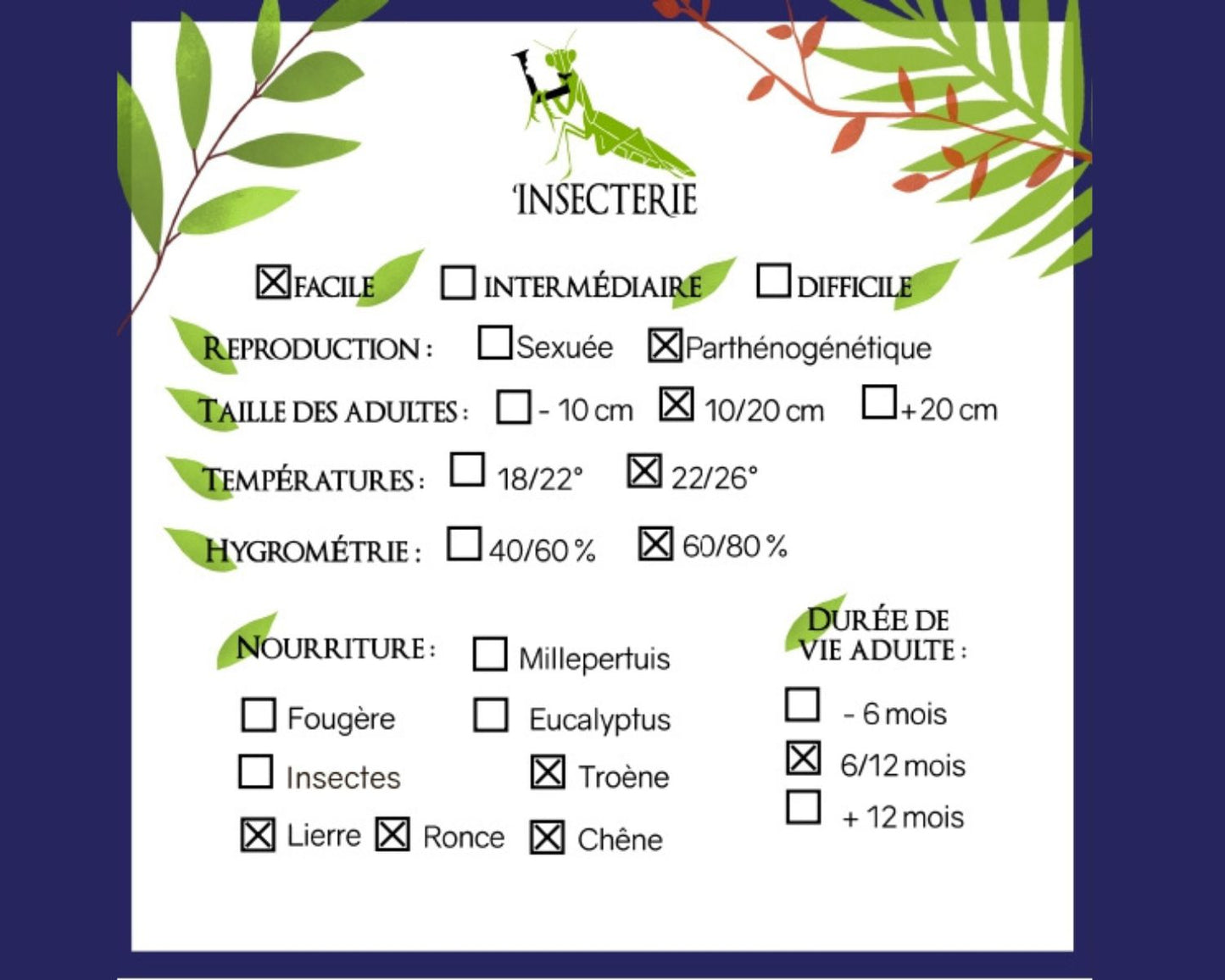 Phasmide - Gigas "Jailolo"