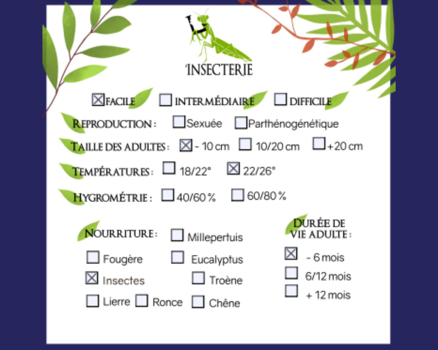 Raubwanze - Platymeris Guttatipennis