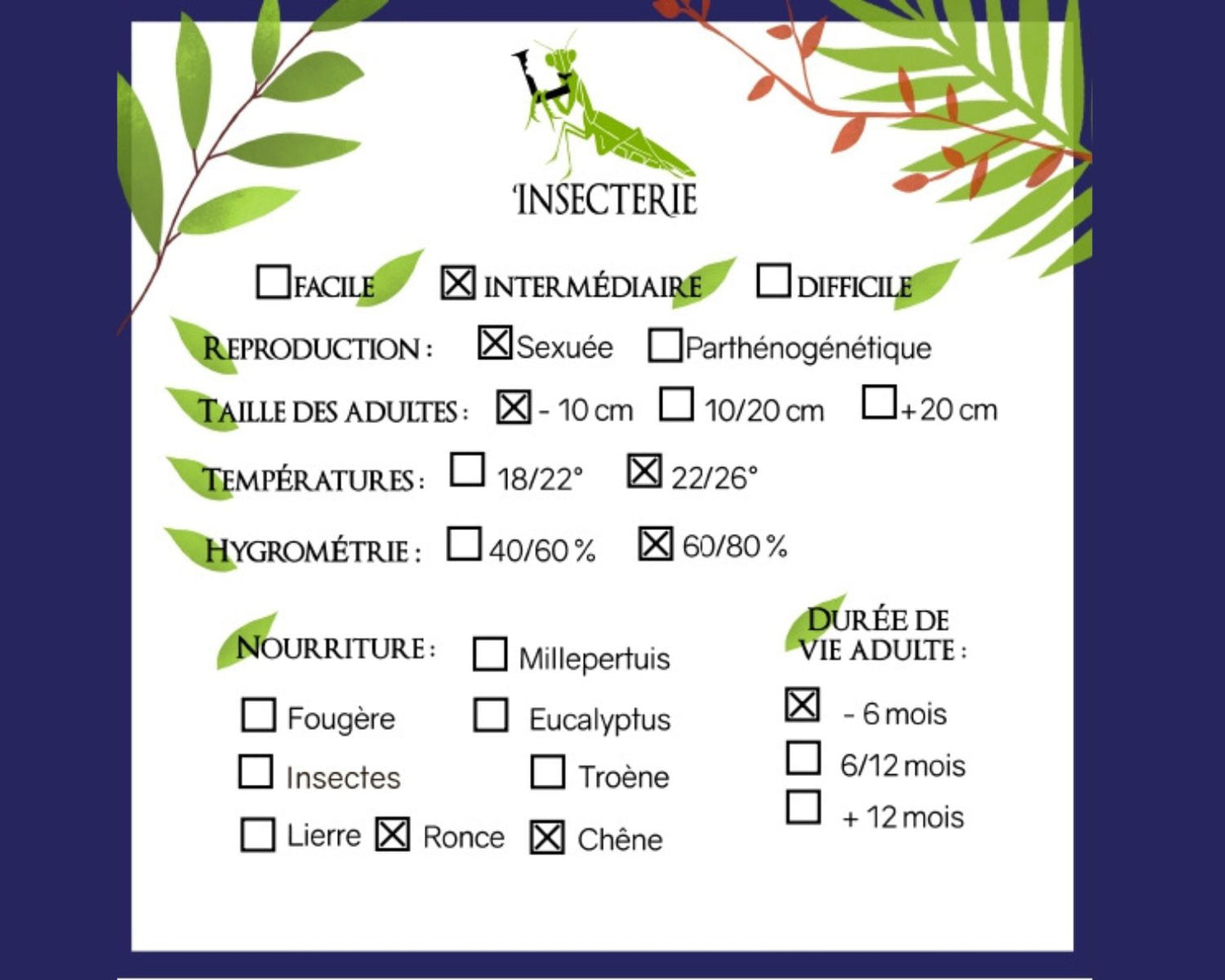 Fásmidos - Trachythorax albomaculatus "Kon Chu Rang"