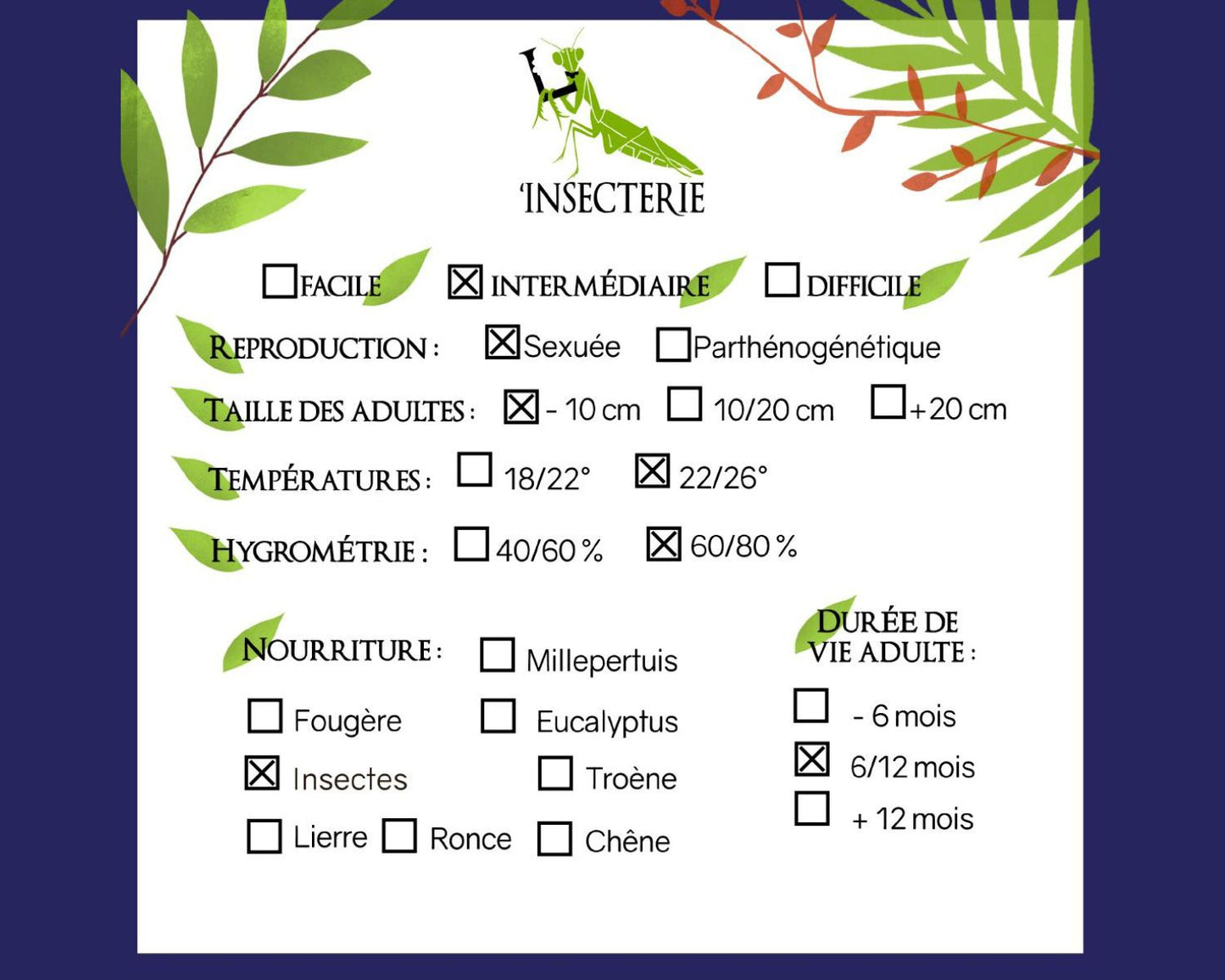 Blattmantis - Deroplatys desiccata