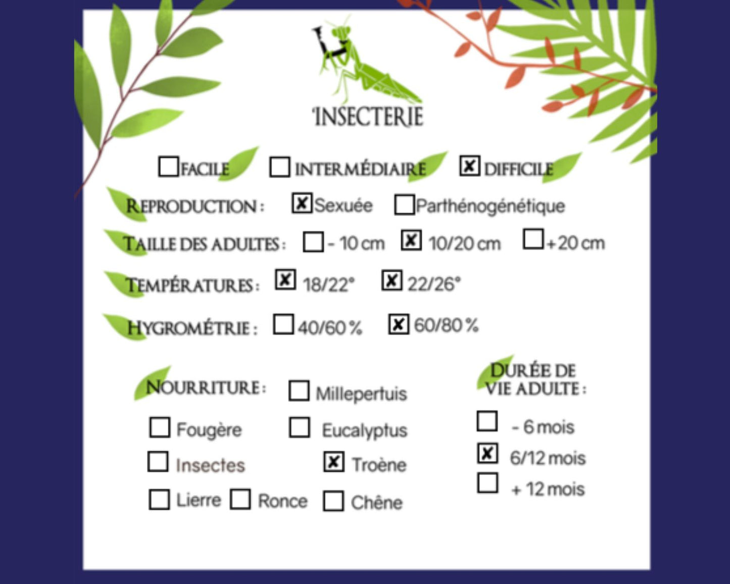 Fásmidos - Mnesilochus capreolus