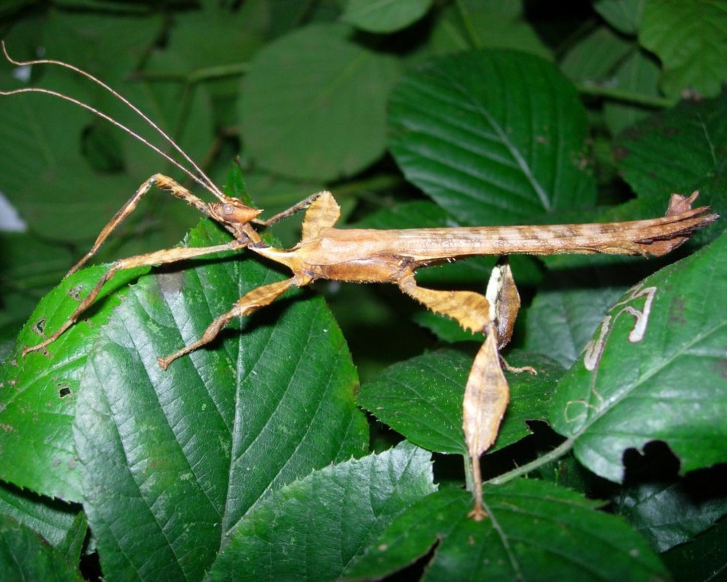 Phasme Scorpion ou à tiare - Extatosoma tiaratum