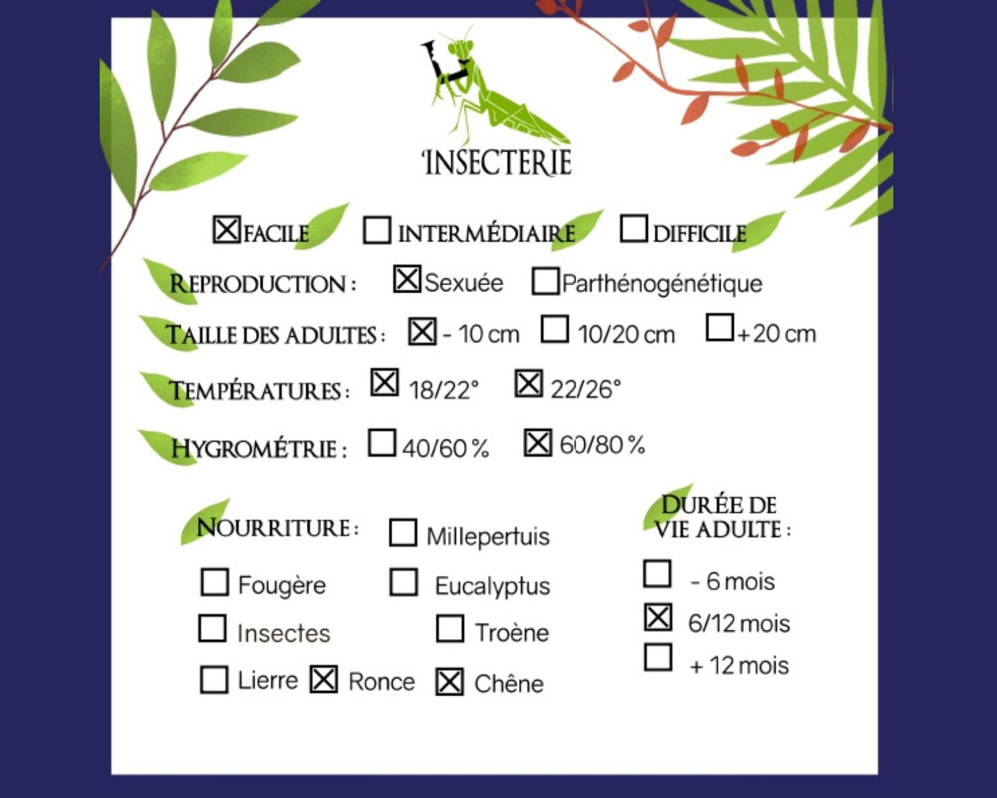 Phasme - Sungaya inexpectata