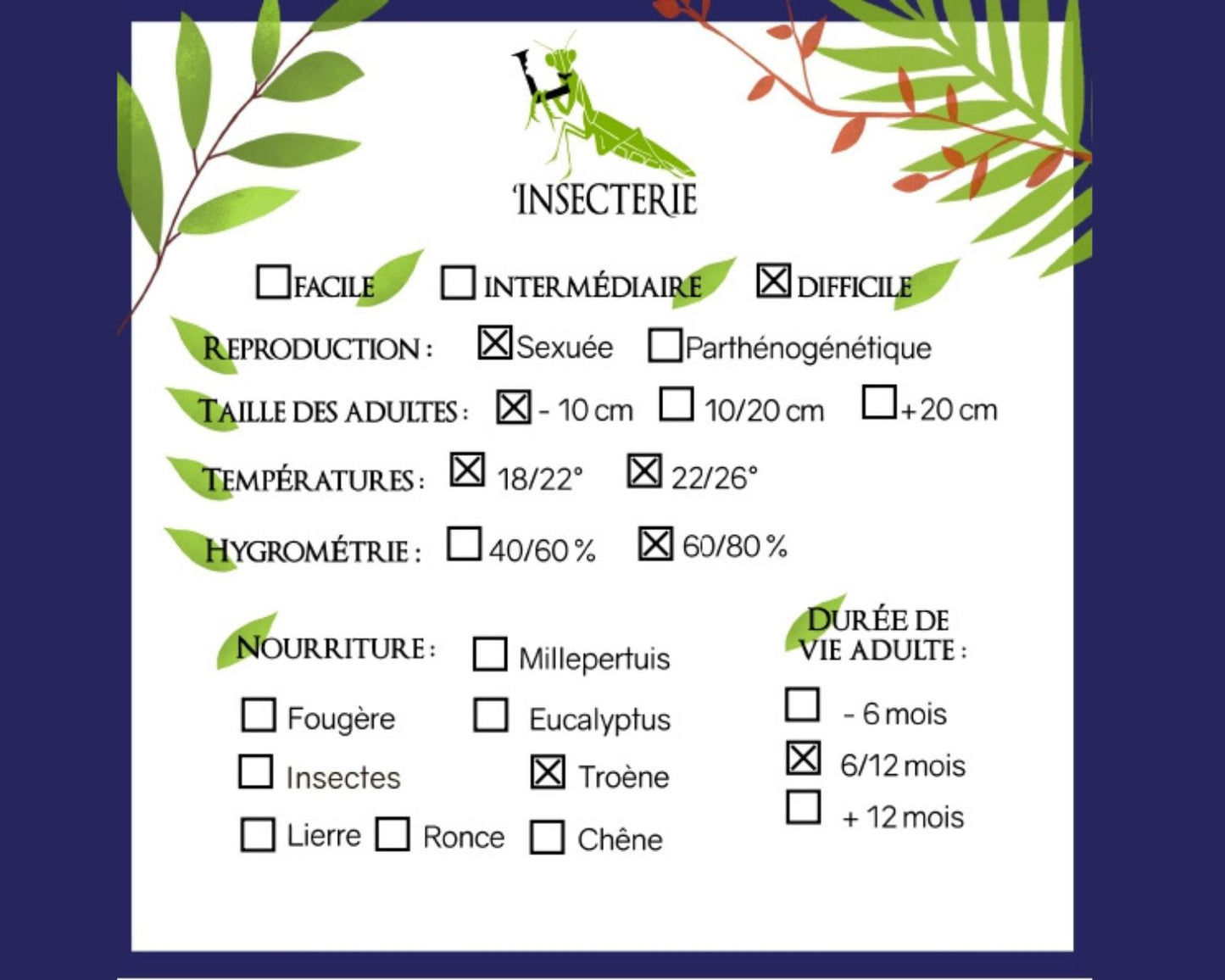 Phasmide - Pseudophasma subapterum