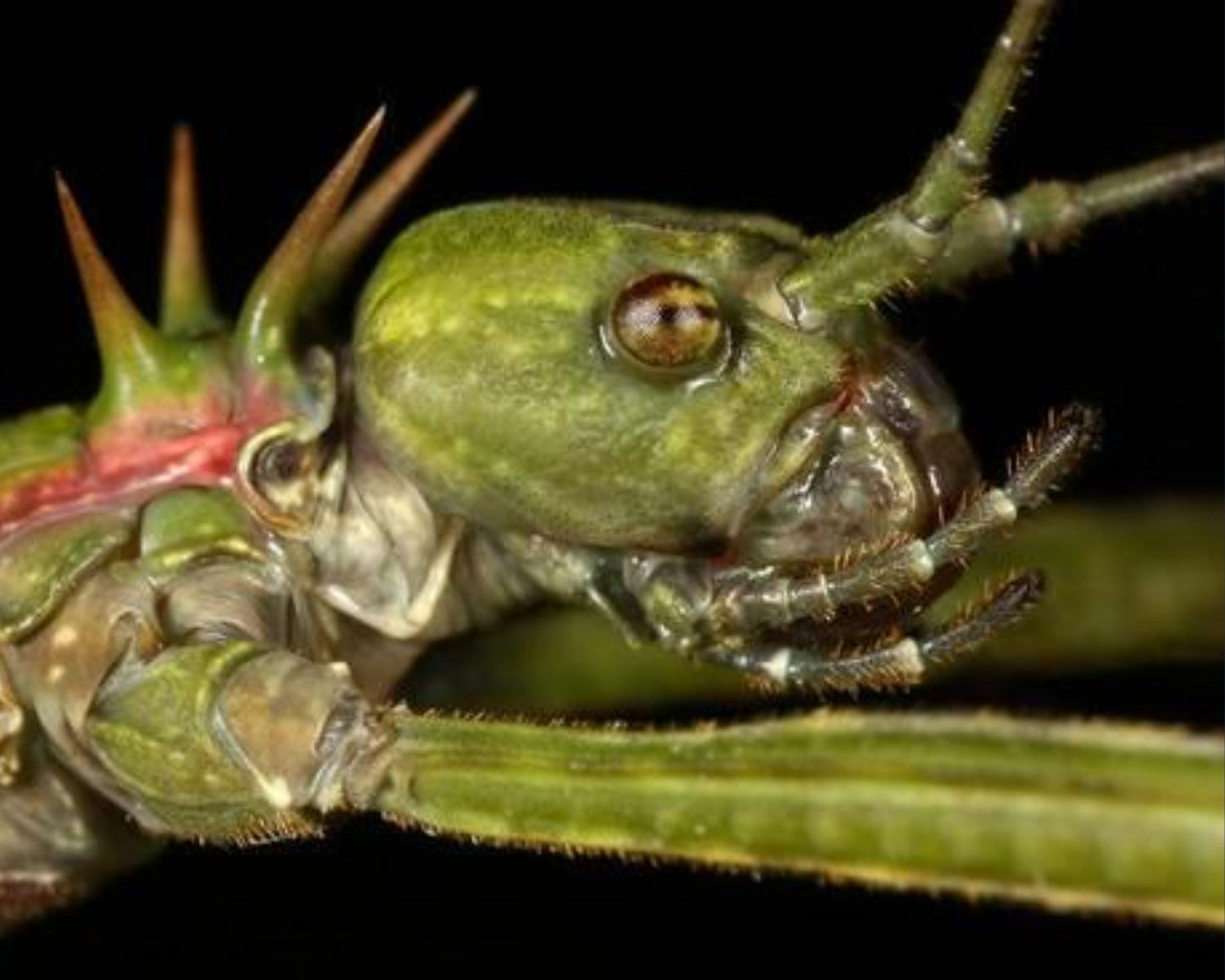 Phasme - Spinohirasea Bengalensis