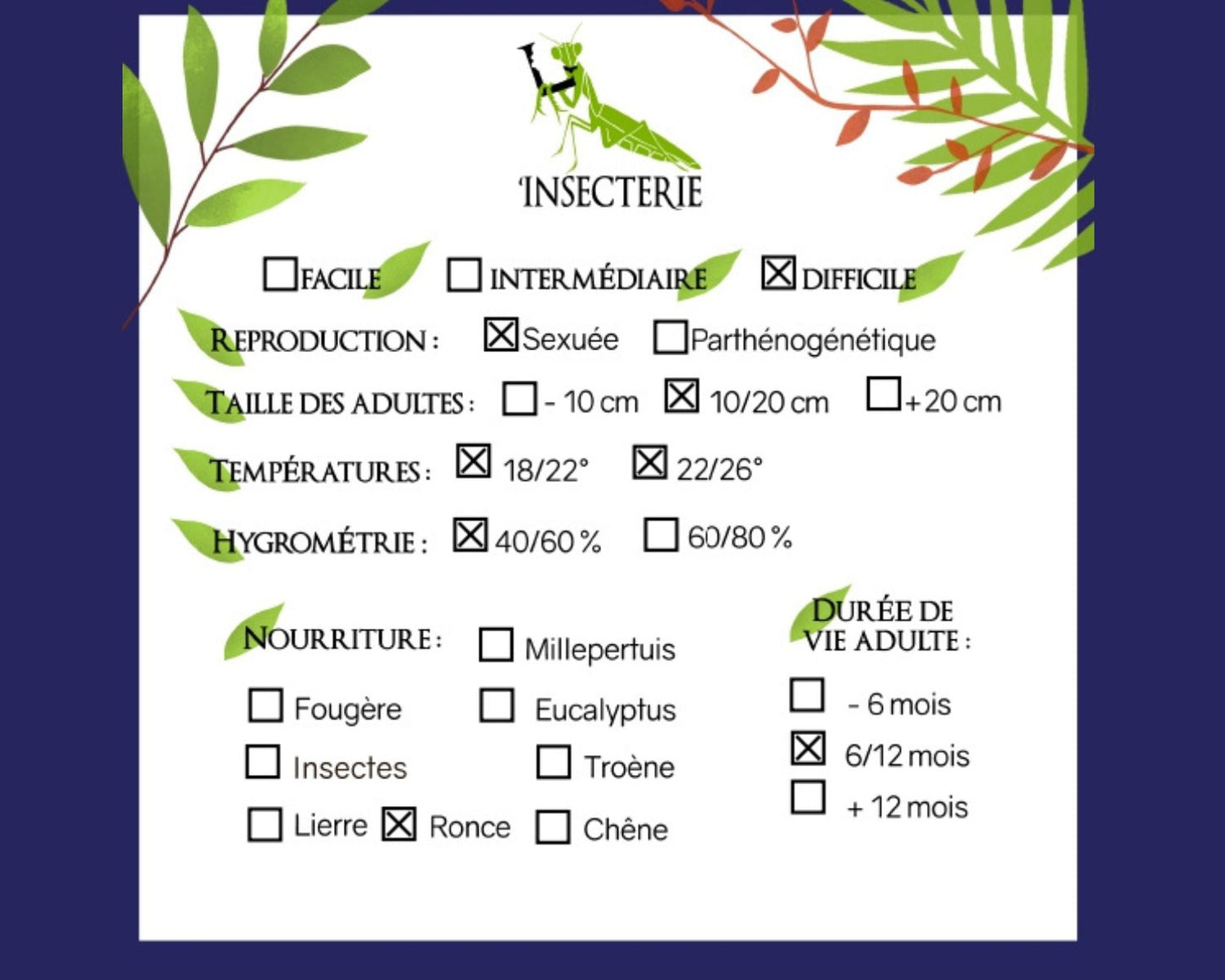 Phasmide - Lonchodiodes sp "Ilocos"
