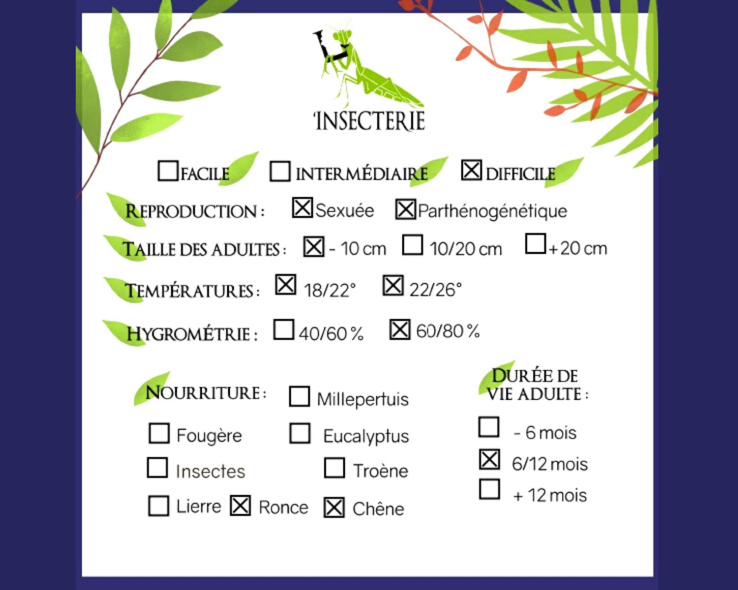 Phasme Feuille - Phyllium letiranti