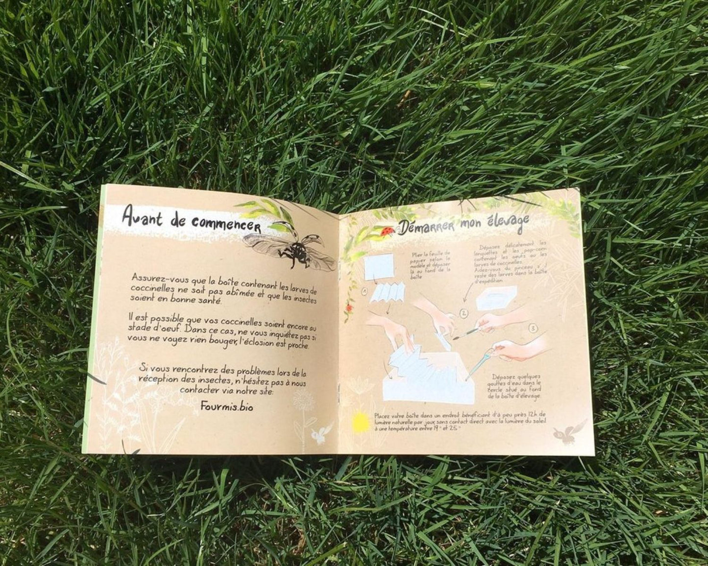 Kit d’élevage – Coccinelles