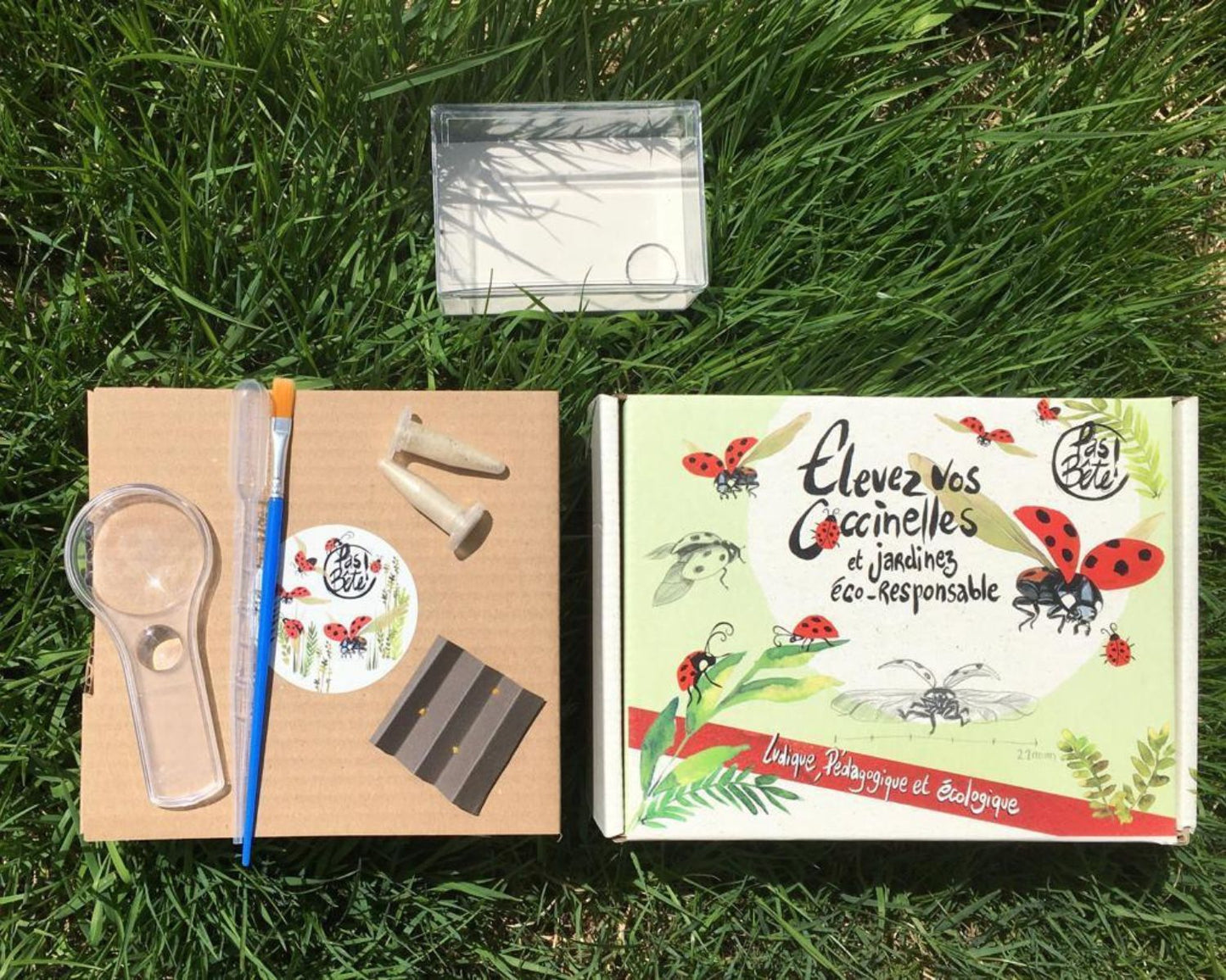 Kit d’élevage – Coccinelles