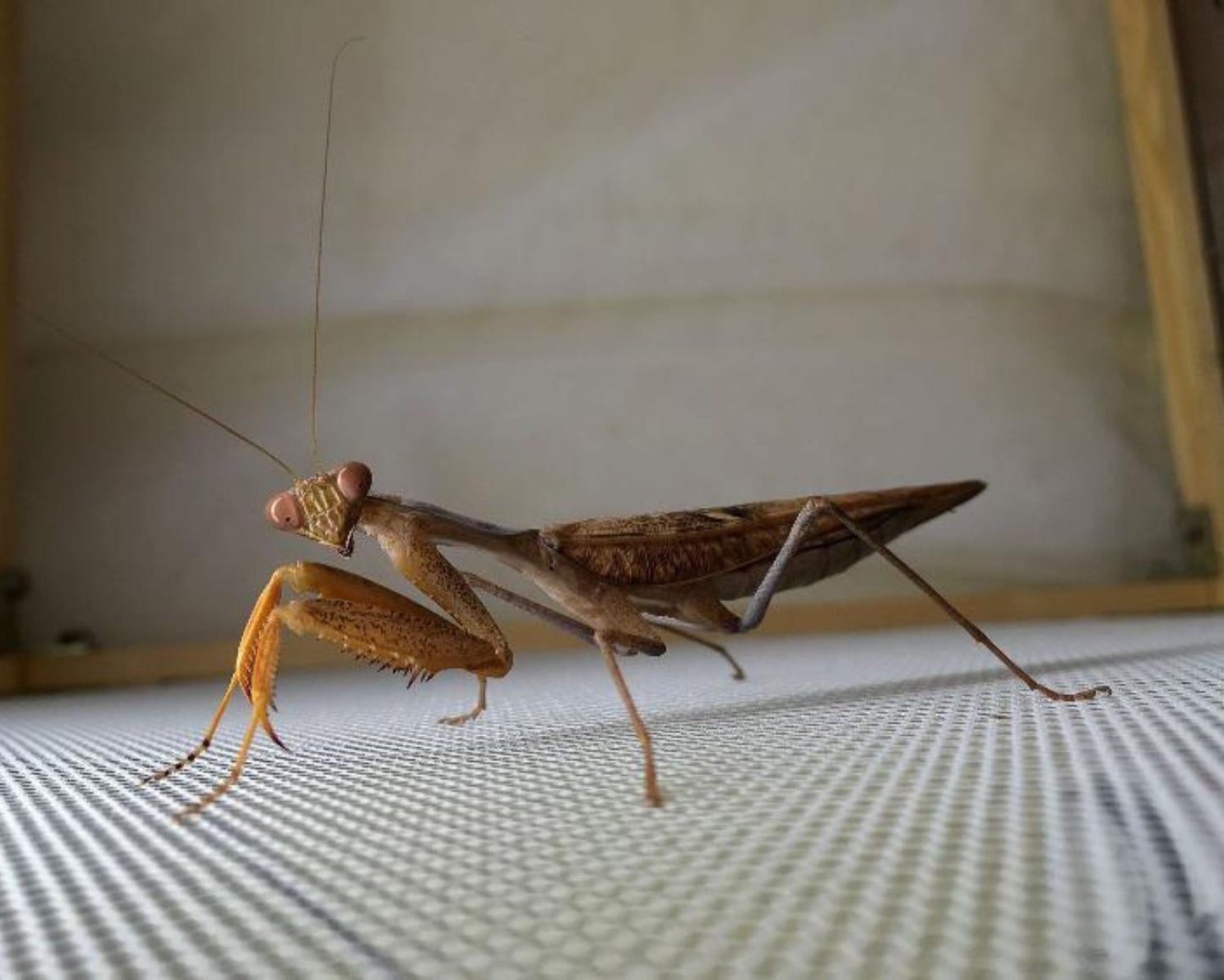 Mante - Sphodromantis Lineola
