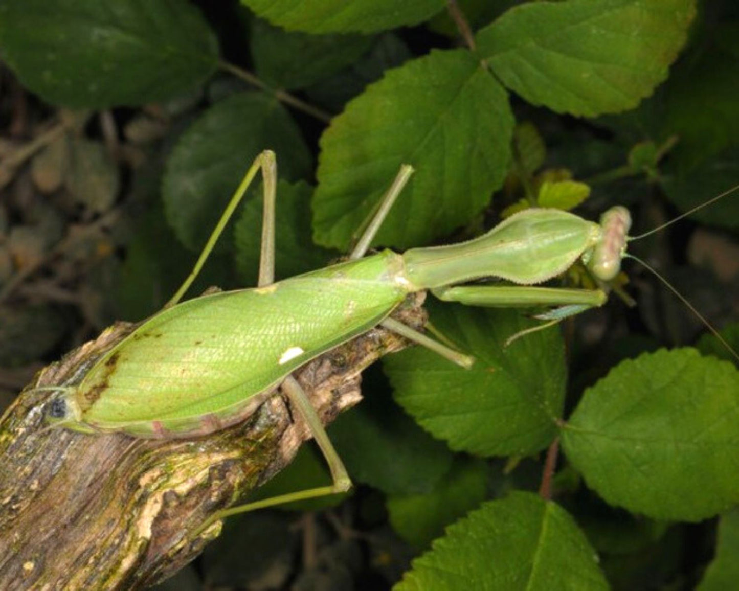 Mantis - Sphodromantis viridis