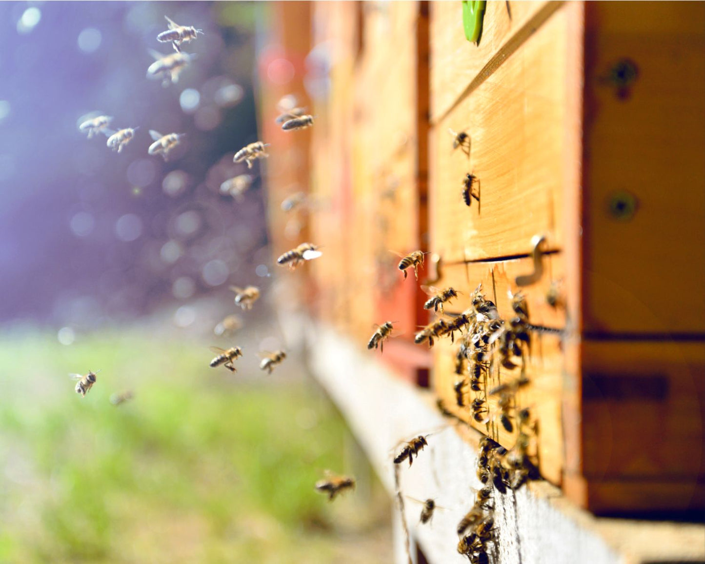 Apoye a las abejas y reciba 1 año de miel.