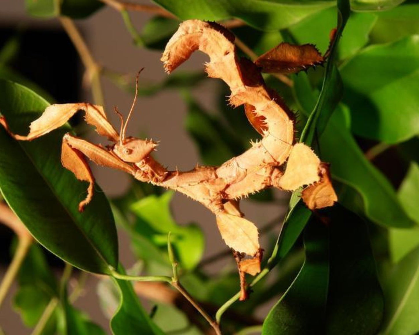 Phasme Scorpion ou à tiare - Extatosoma tiaratum