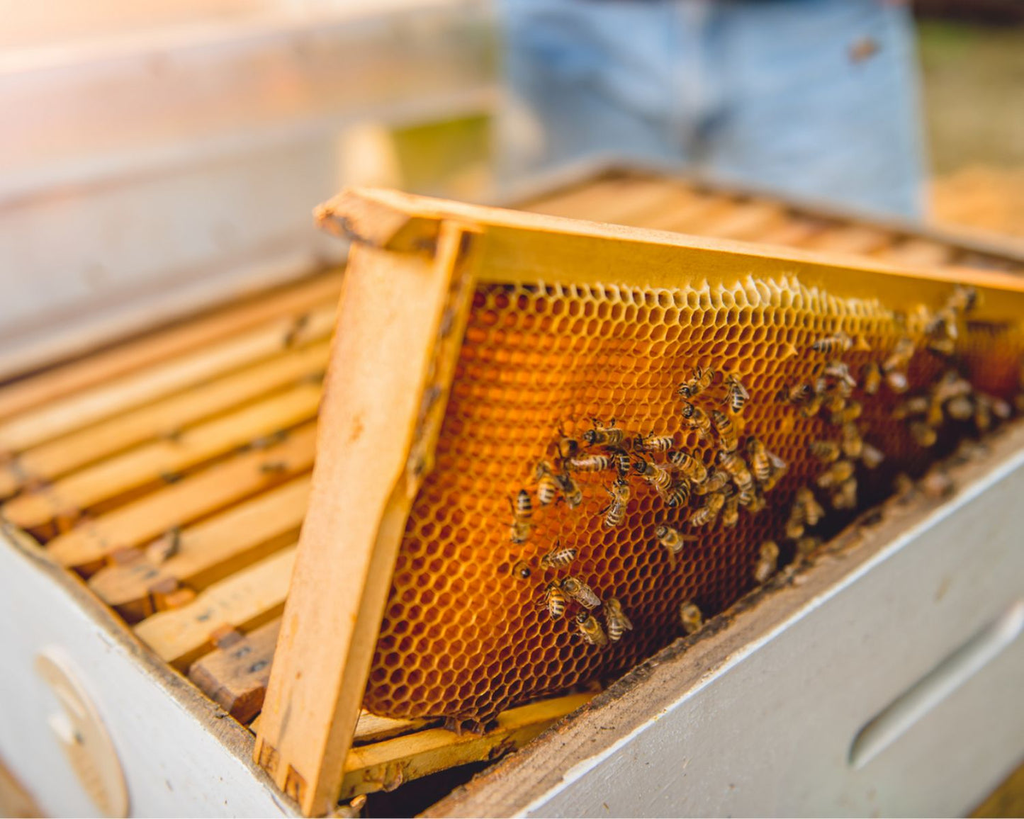Apoye a las abejas y reciba 1 año de miel.