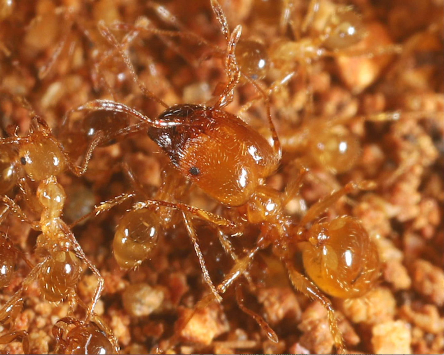 Fourmis Pheidole pallidula en vente