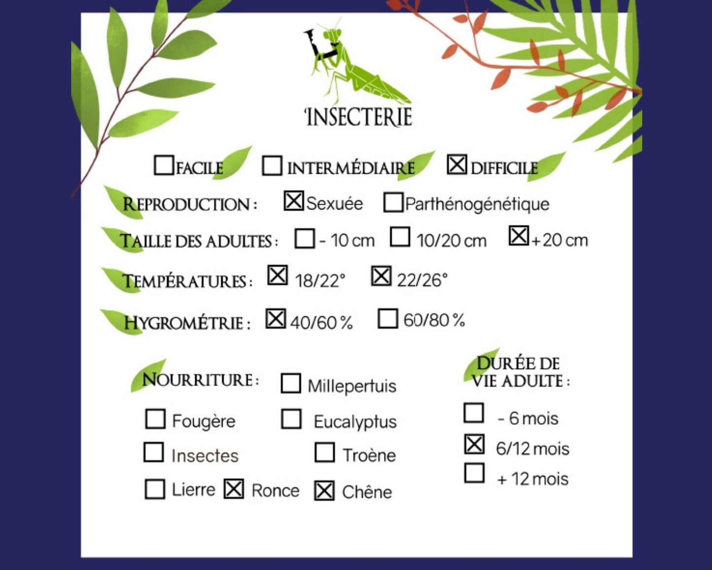 Fásmidos - Achrioptera manga (Achrioptera fallax)