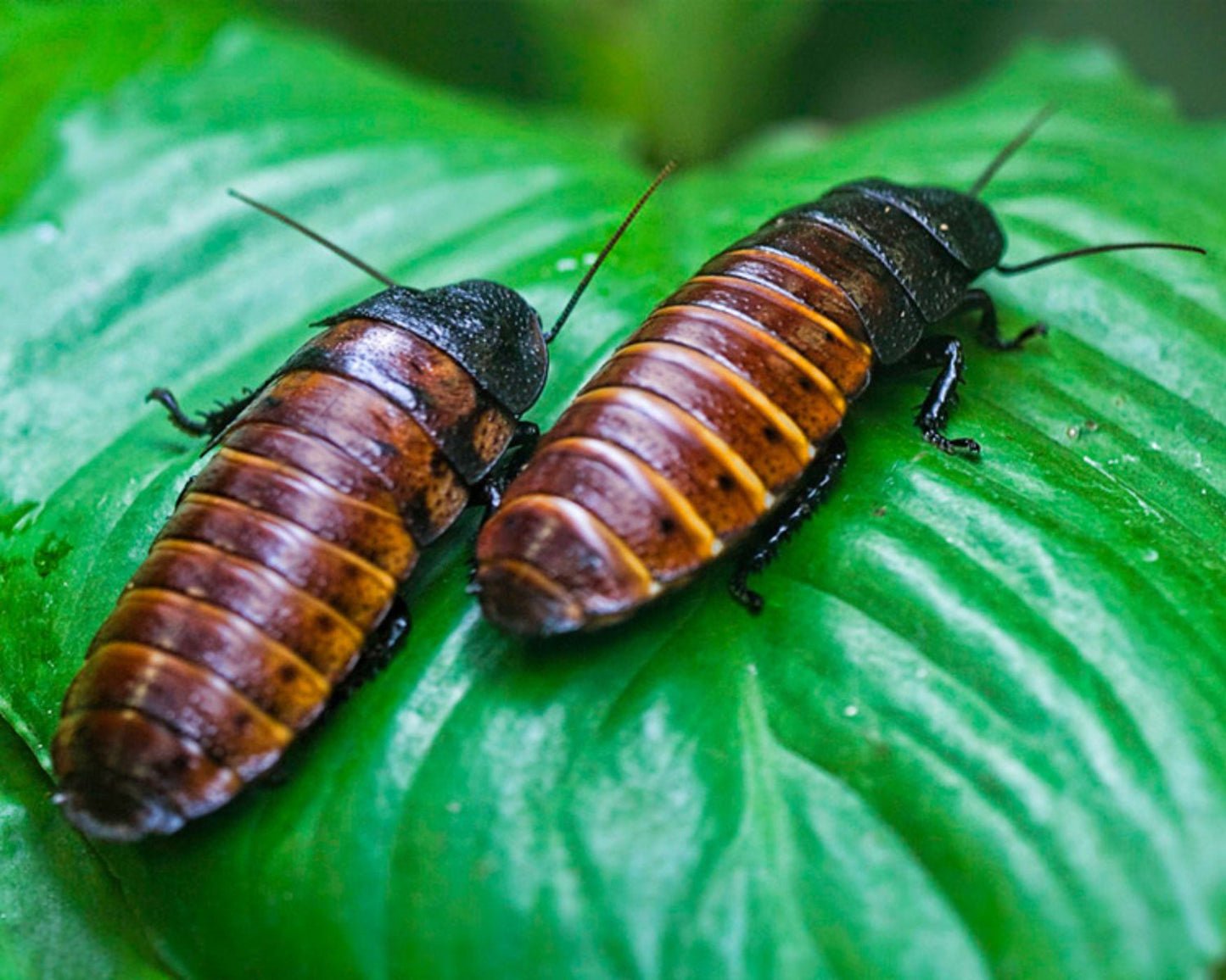 Blattes - Gromphadorhina portentosa