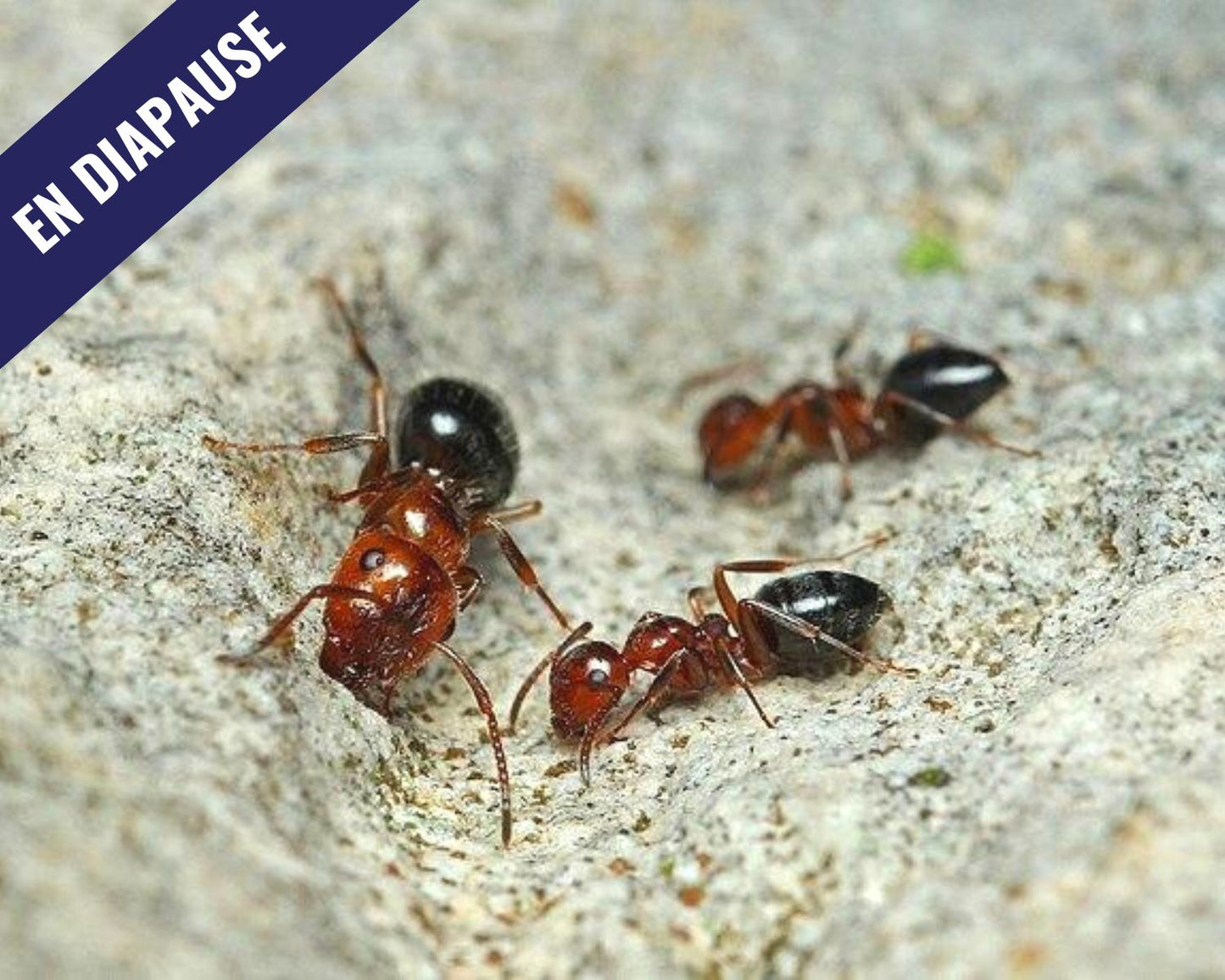 Hormigas - Camponotus lateralis