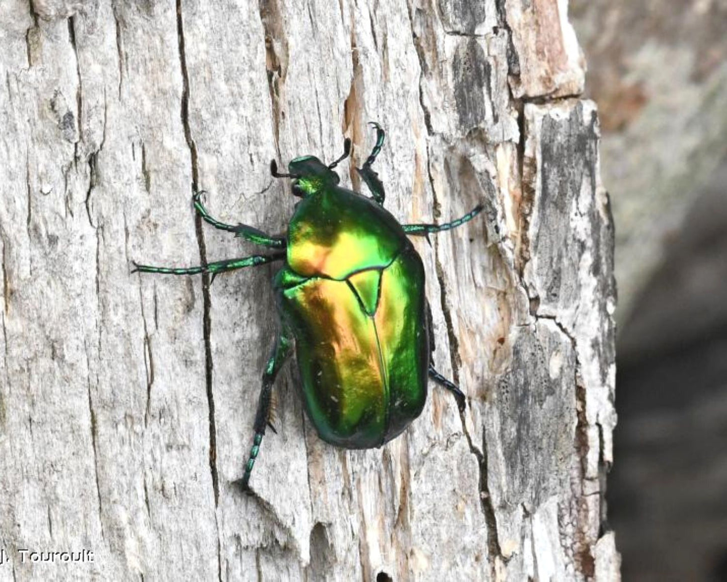 Rosenkäfer - Cetonischema Aeruginosa