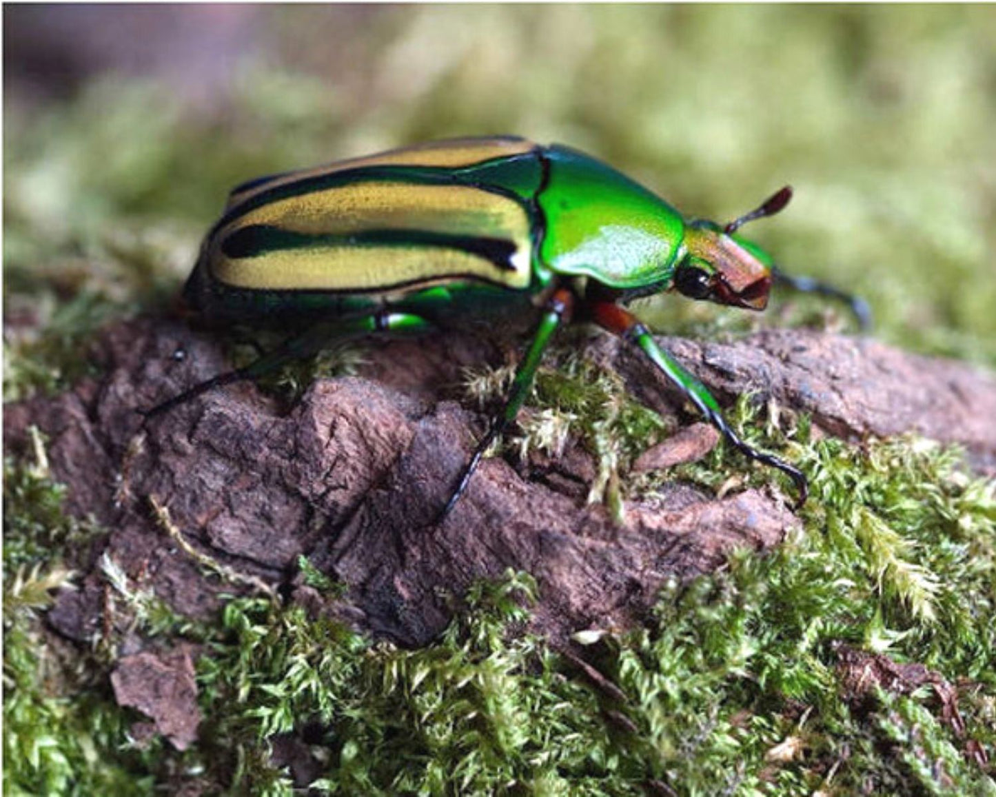 Rosenkäfer - Coelorhina hornimani