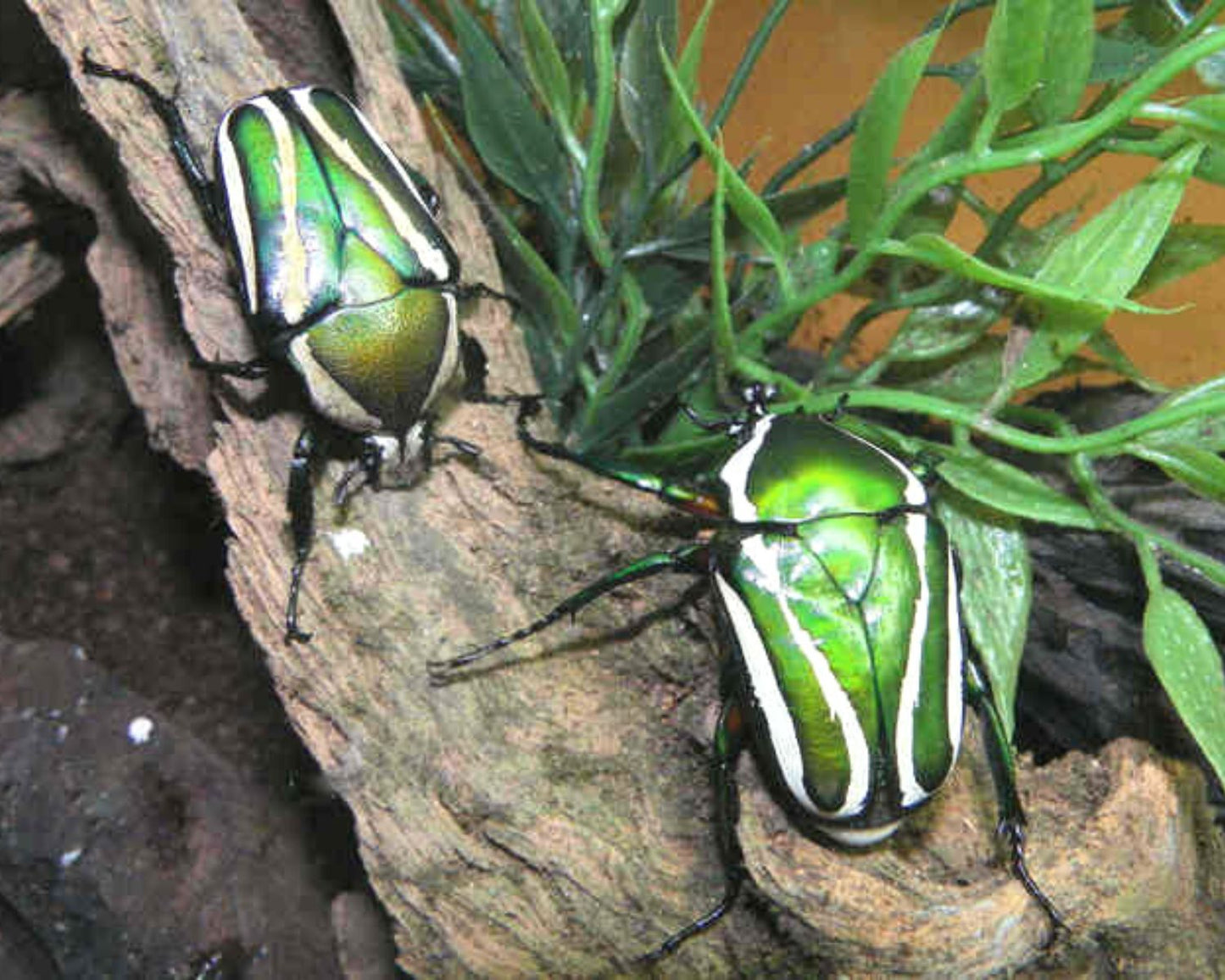 Escarabajo rayado - Dicranorhina derbyana layardi