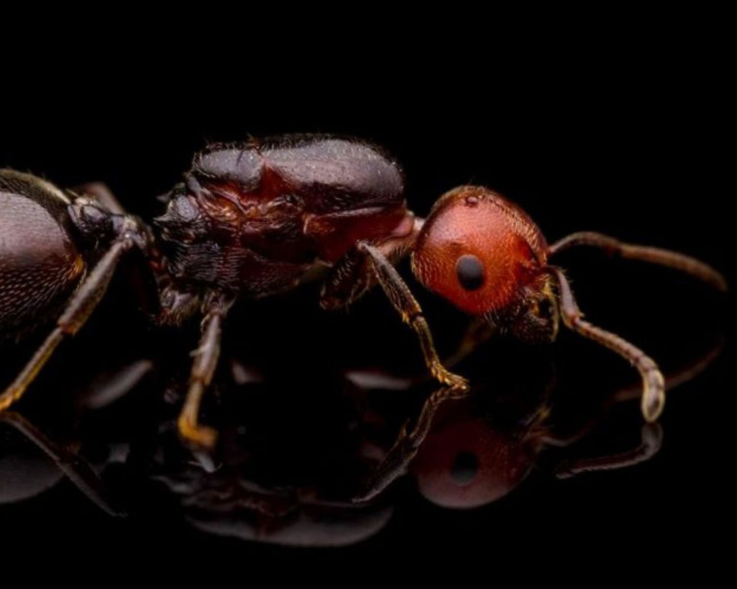 Elever une colonie de fourmis Crematogaster scutellaris