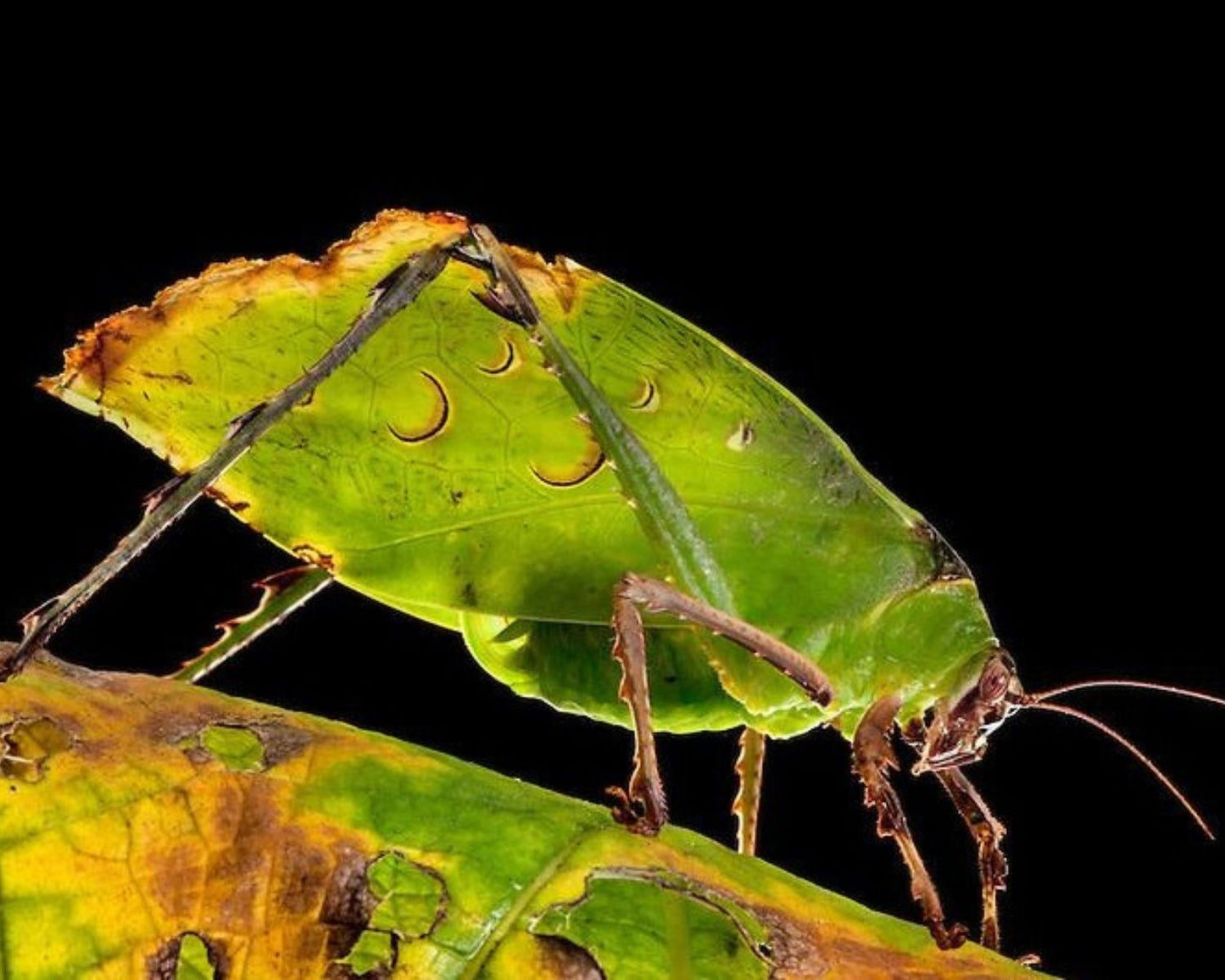 Criquet - Ancylecha fenestrata