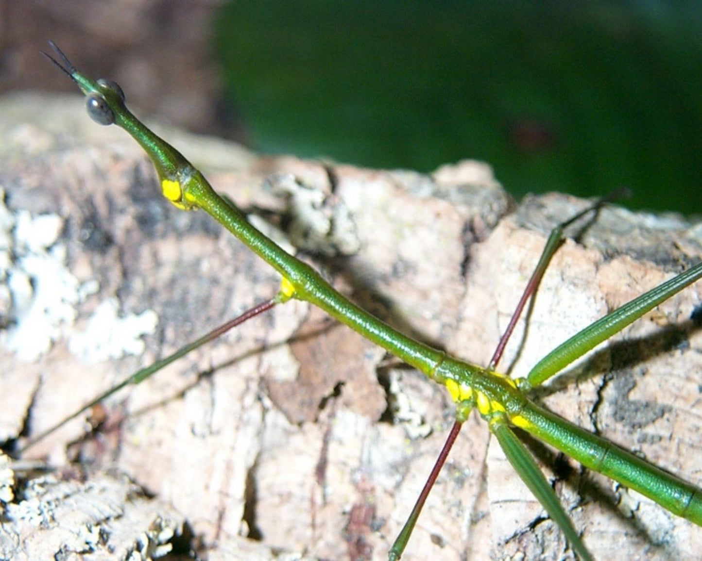 Heuschrecke - Paraproscopia riedei