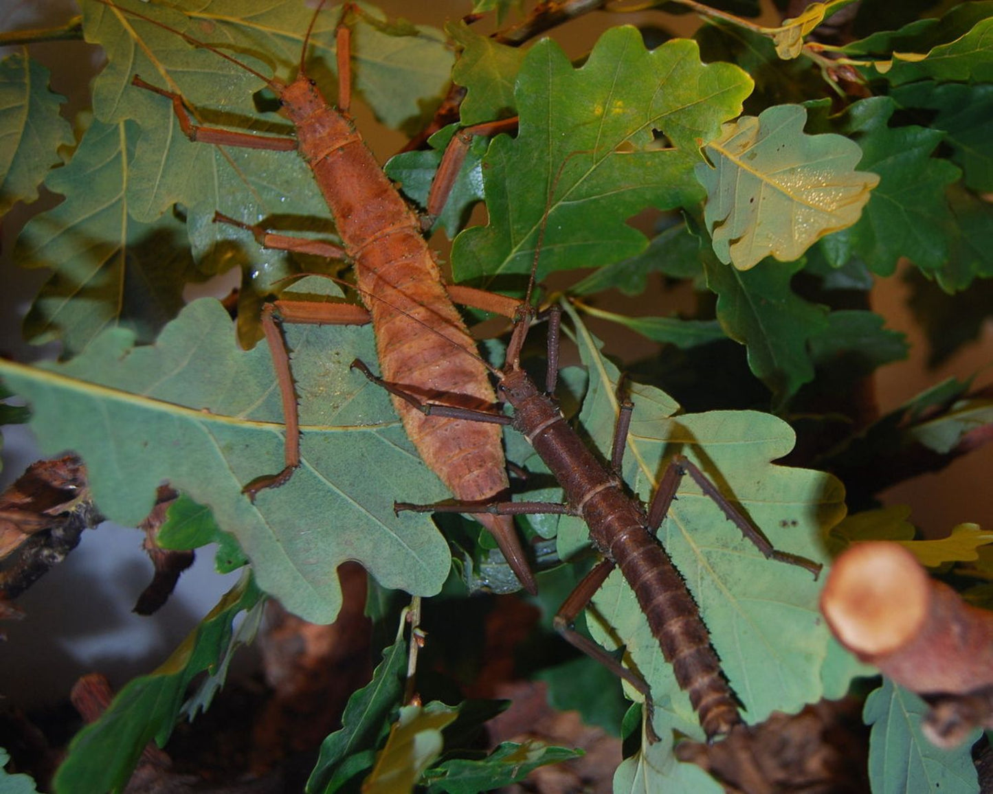 Phasme - Eurycantha insularis (coriacea)