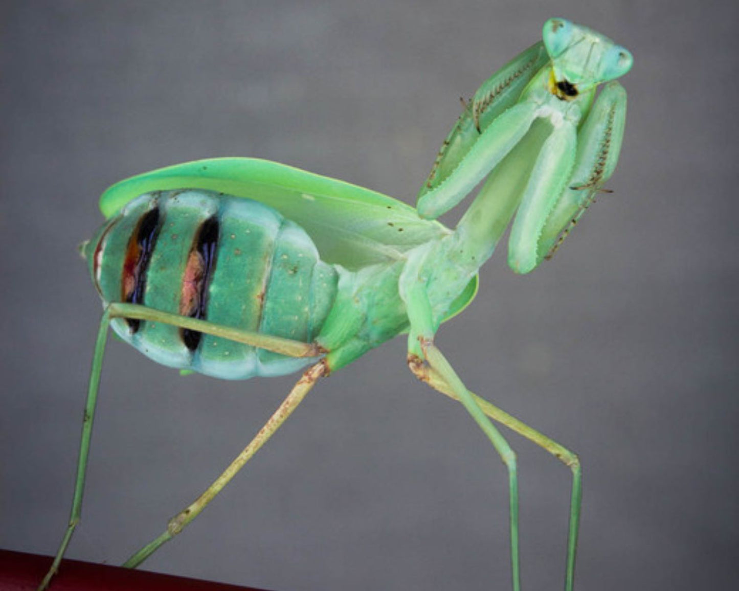 Mantide - Hierodula membranacea