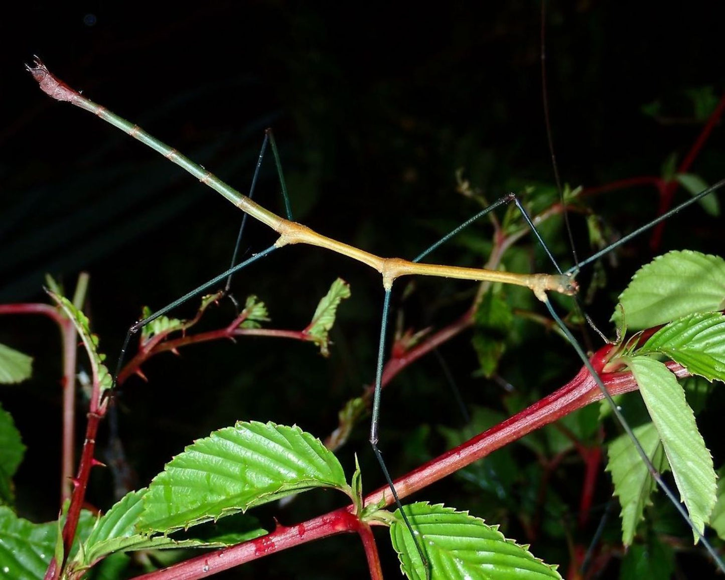 Phasme - Lonchodes dalawangsungay