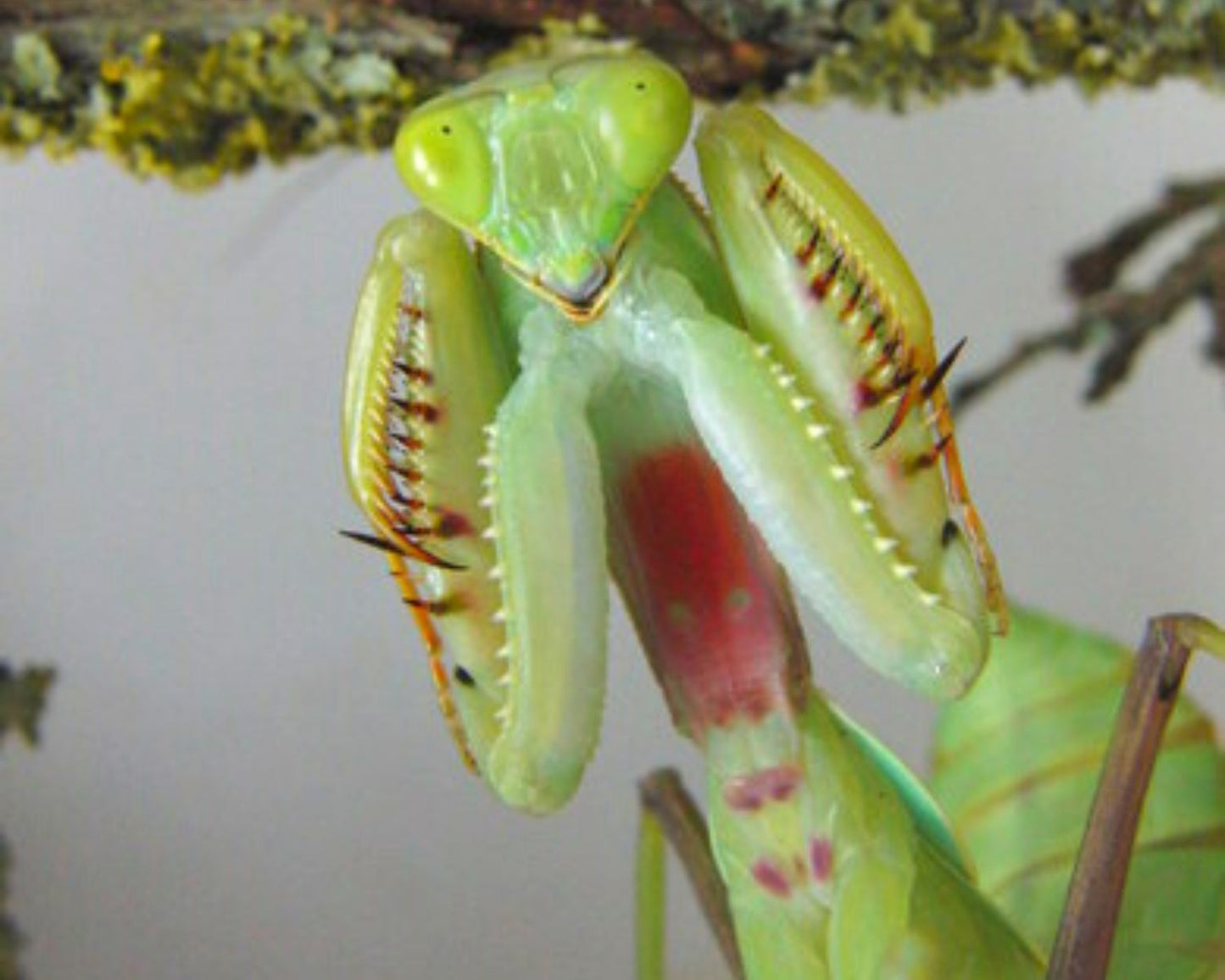 Mante - Rhombodera sp (Thaïlande)