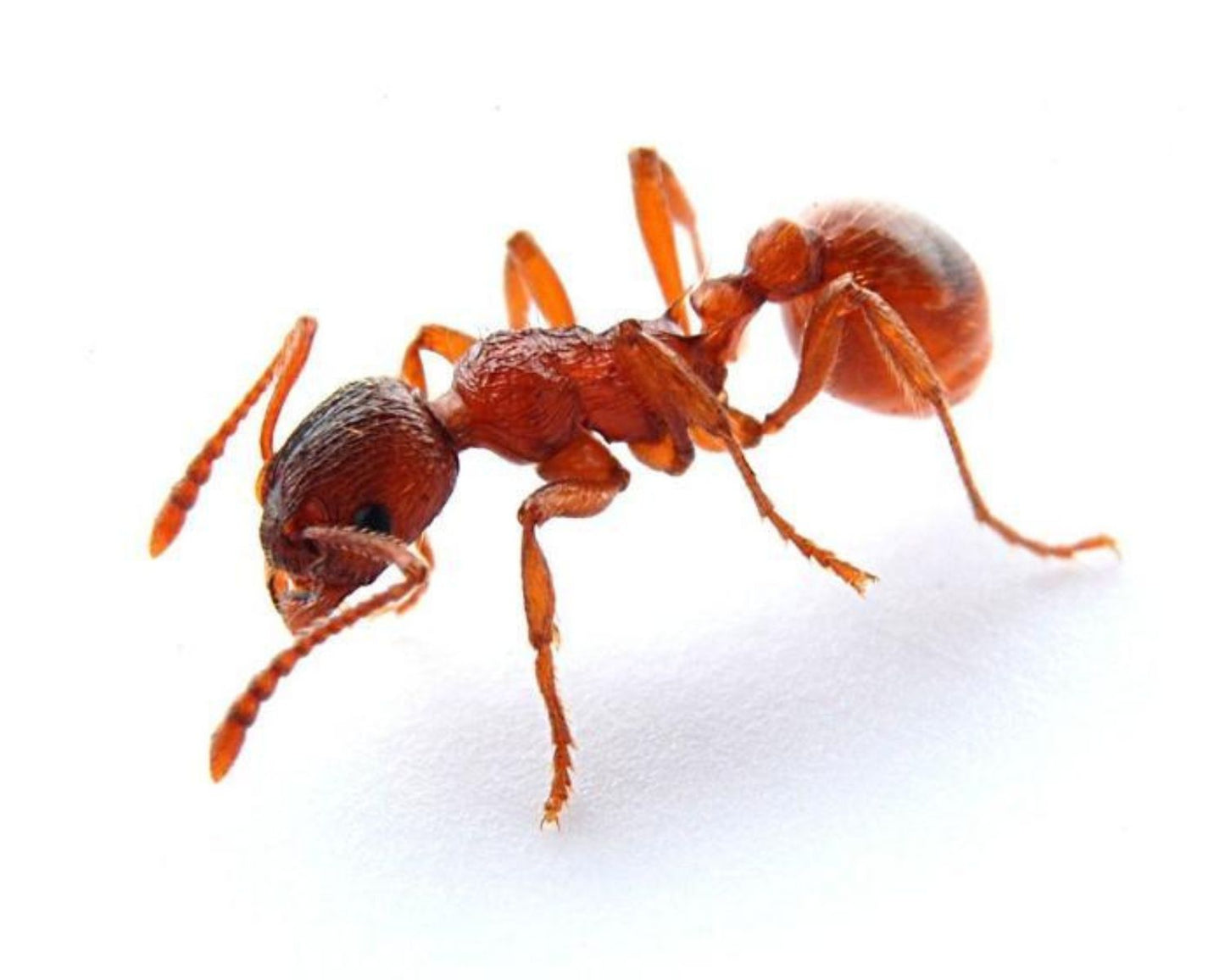 Fourmis Myrmica rubra à vendre