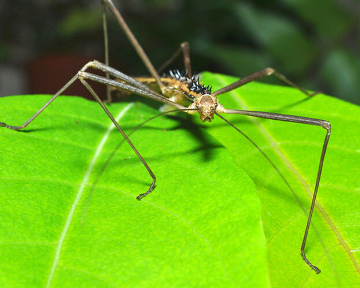 Phasmide - Neohirasea maerens