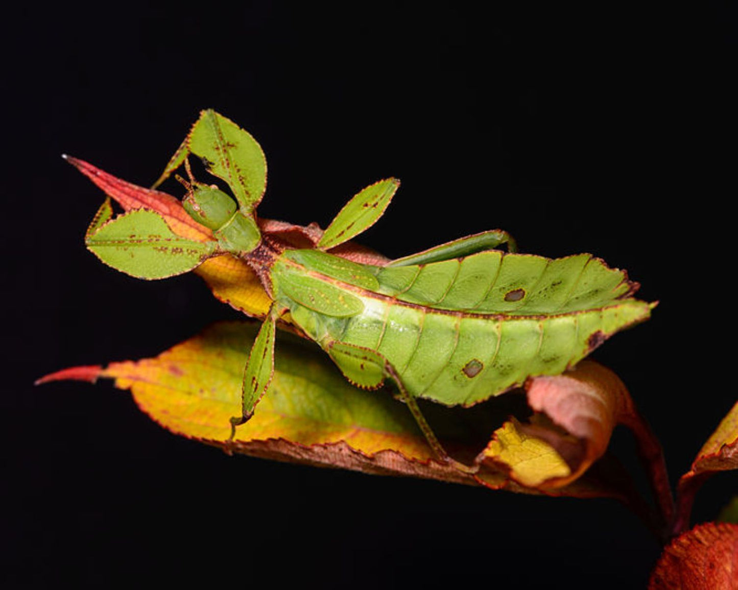Fásmido hoja - Phyllium philippinicum