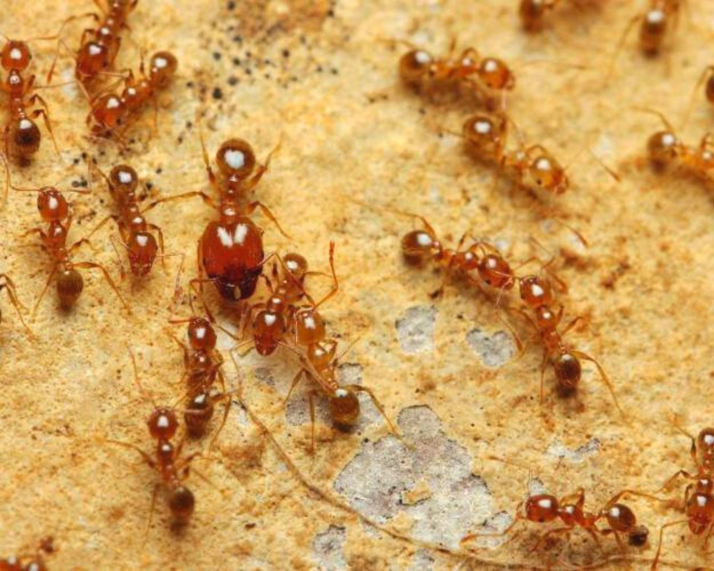 Achat fourmis Pheidole pallidula