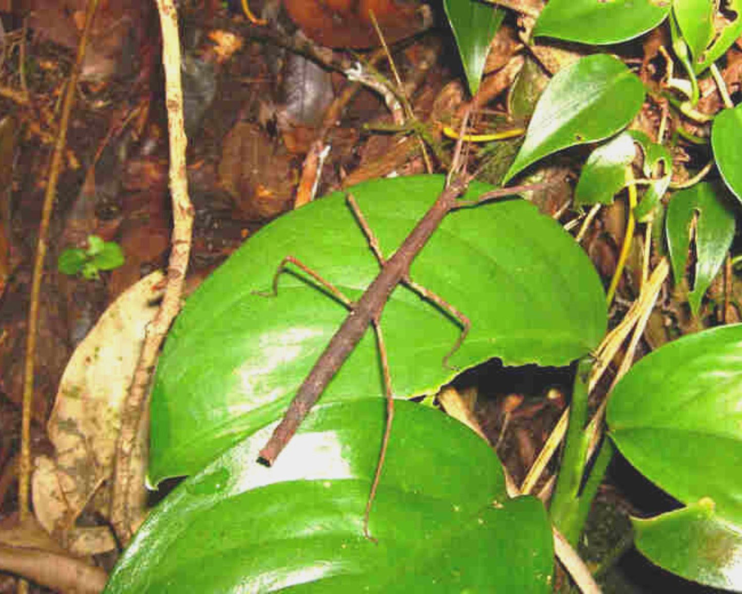 Phasme - Pseudosermyle phalangiphora