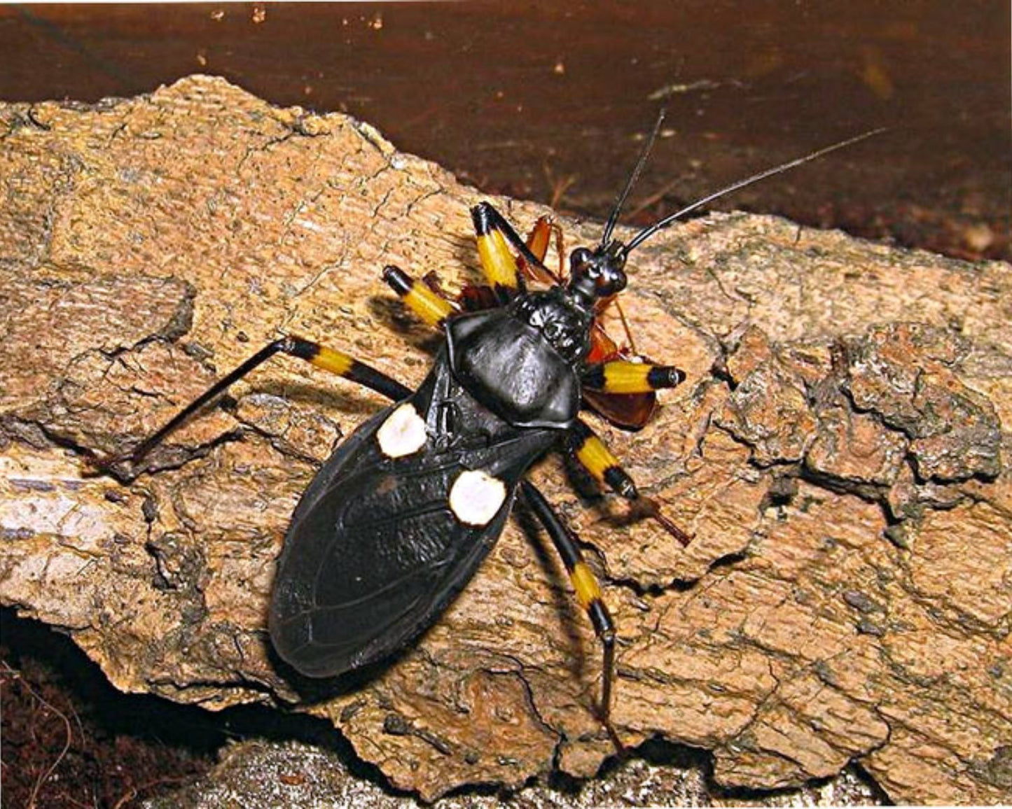 Redúvidos - Platymeris biguttatus