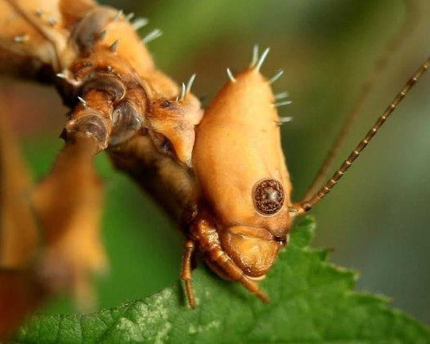 Phasme Scorpion ou à tiare - Extatosoma tiaratum