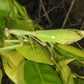 Mante - Sphodromantis viridis "Cap bon, Maroua"