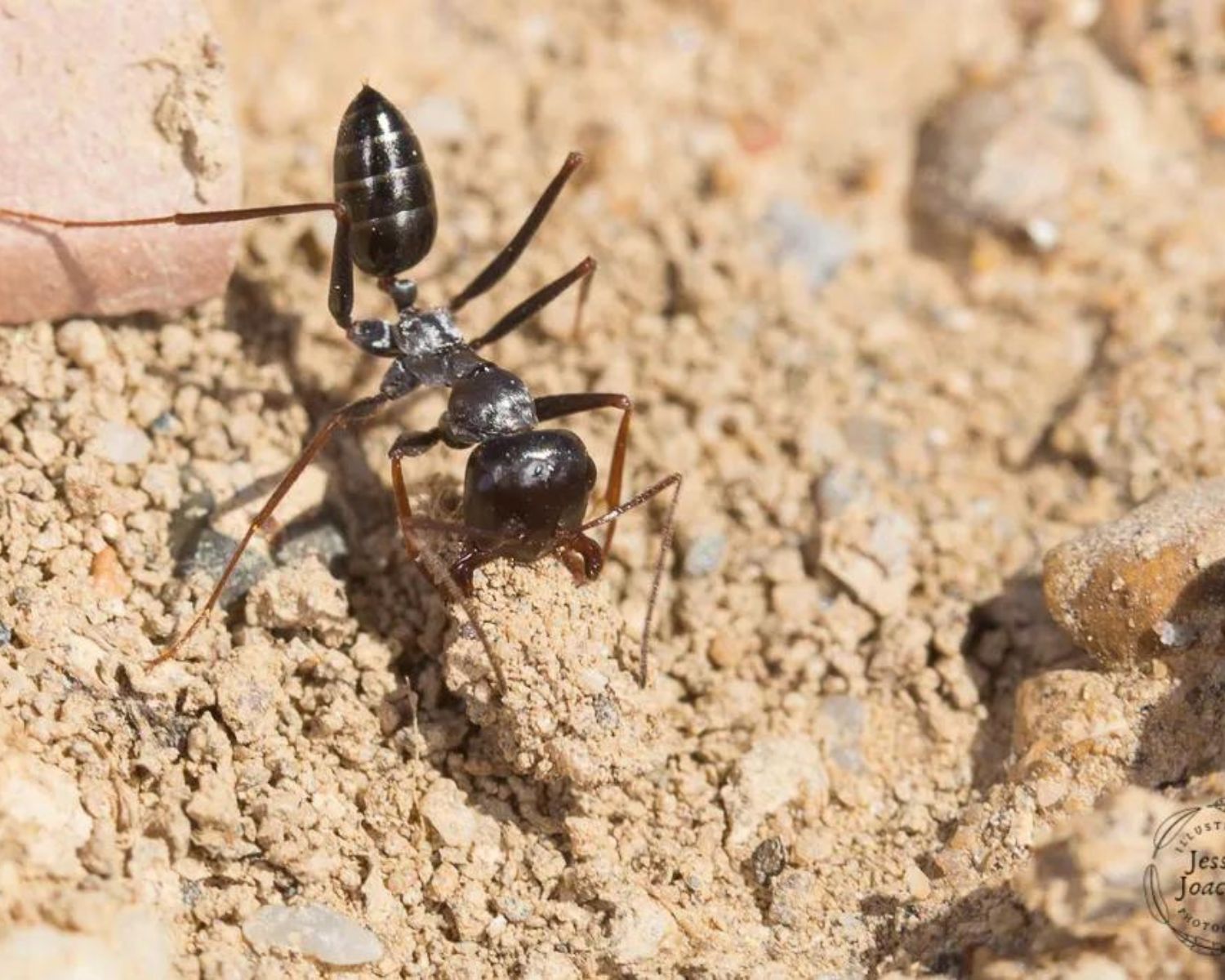 Acheter Cataglyphis iberica