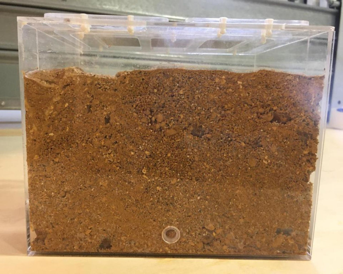 Fourmilière creusable en vente sur l'Insecterie