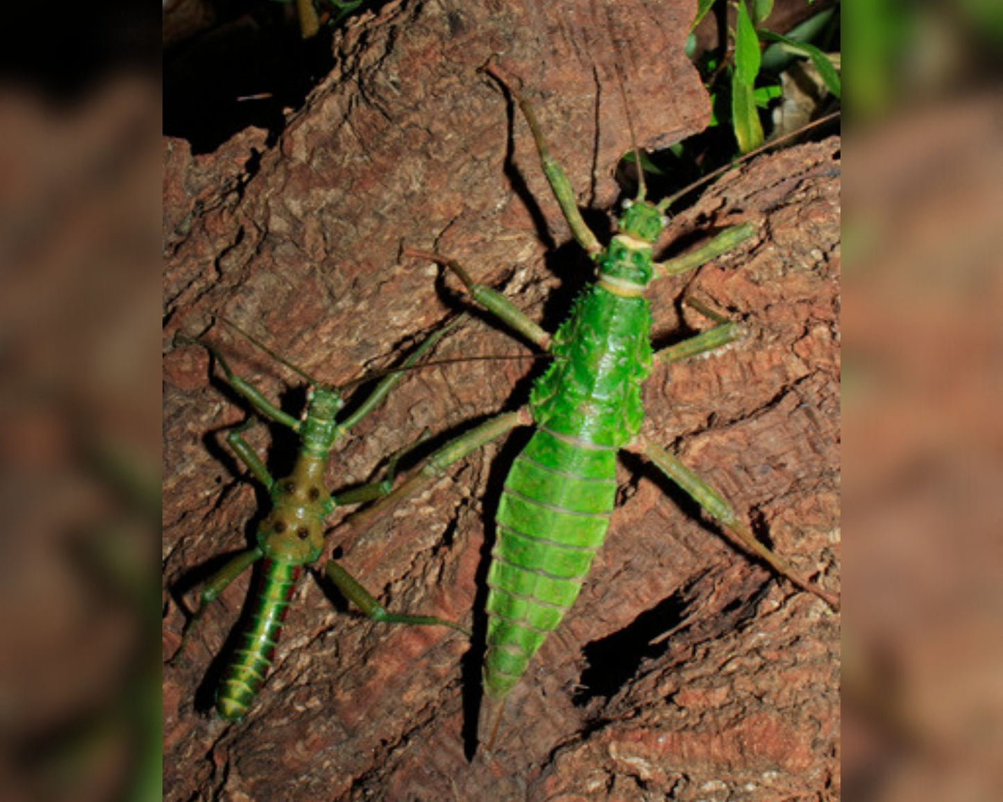 Phasme - Mearnsiana bullosa