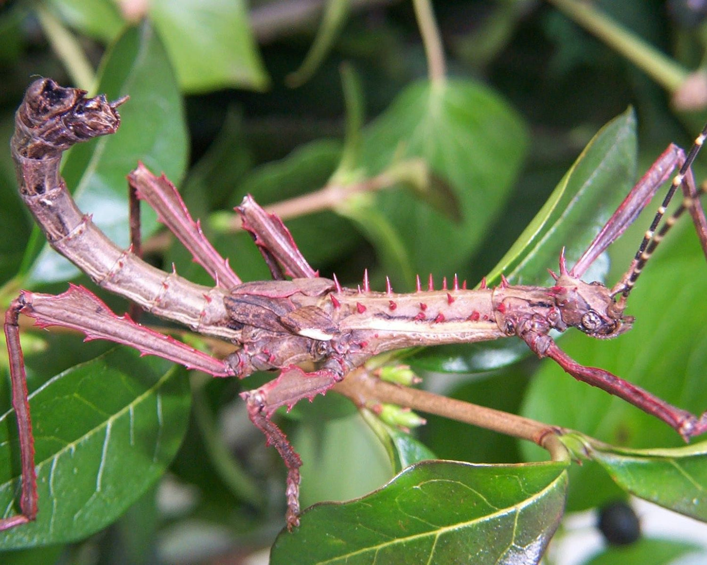 Fásmidos - Parectatosoma mocquerysi