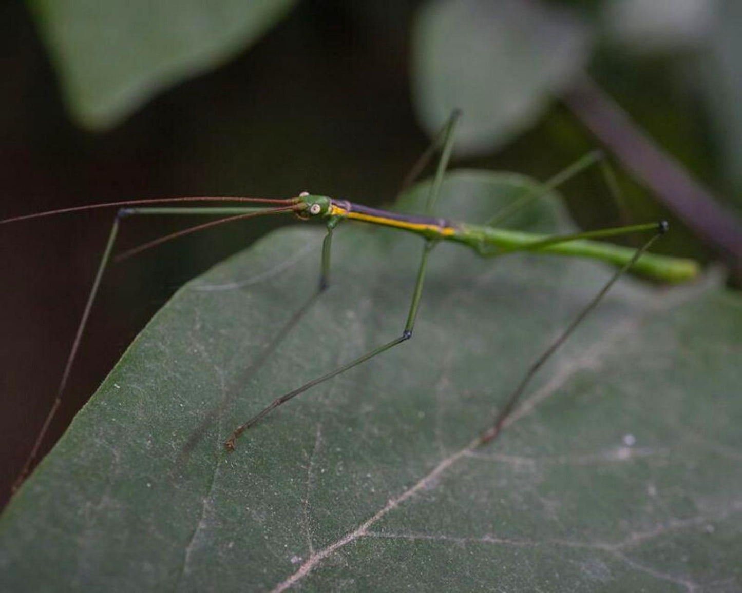 Phasmide - Lamachodes sp "Nui Chua"